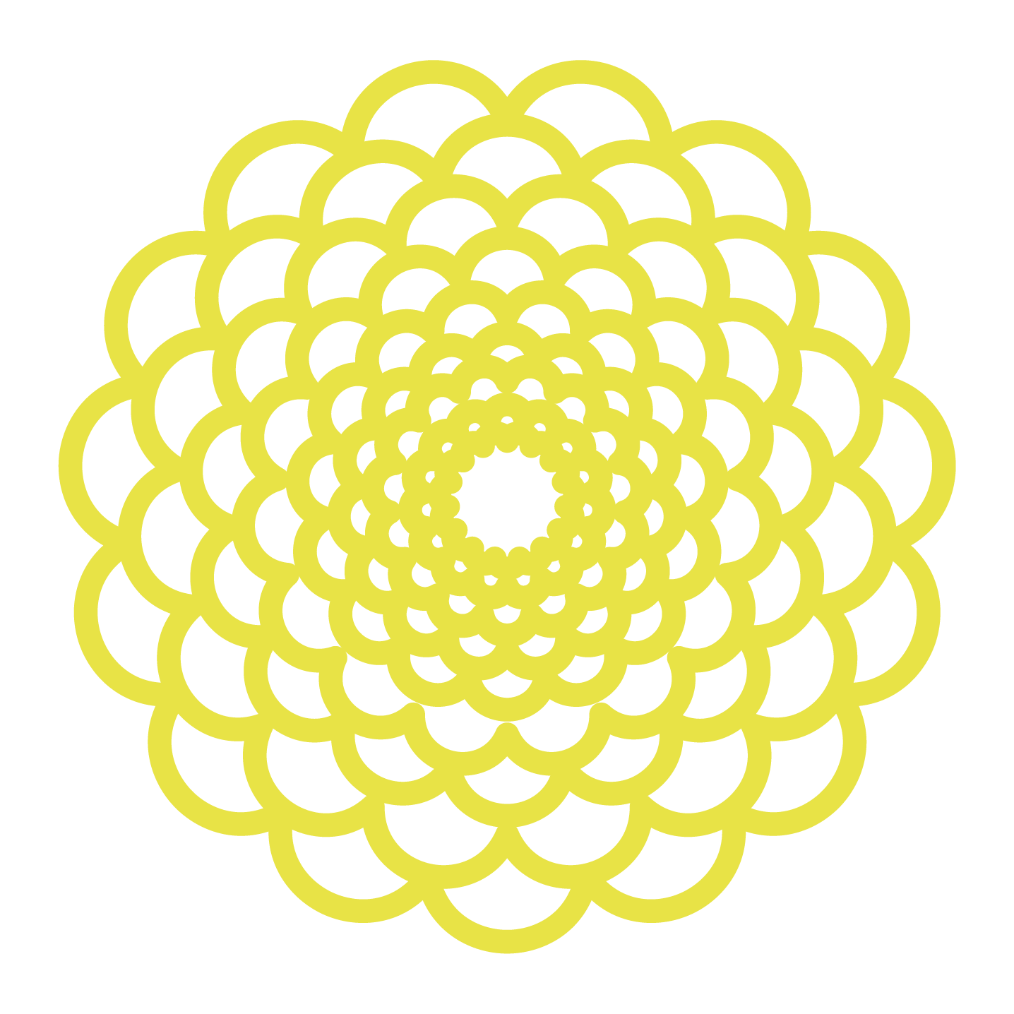 Yellow Dahlia
