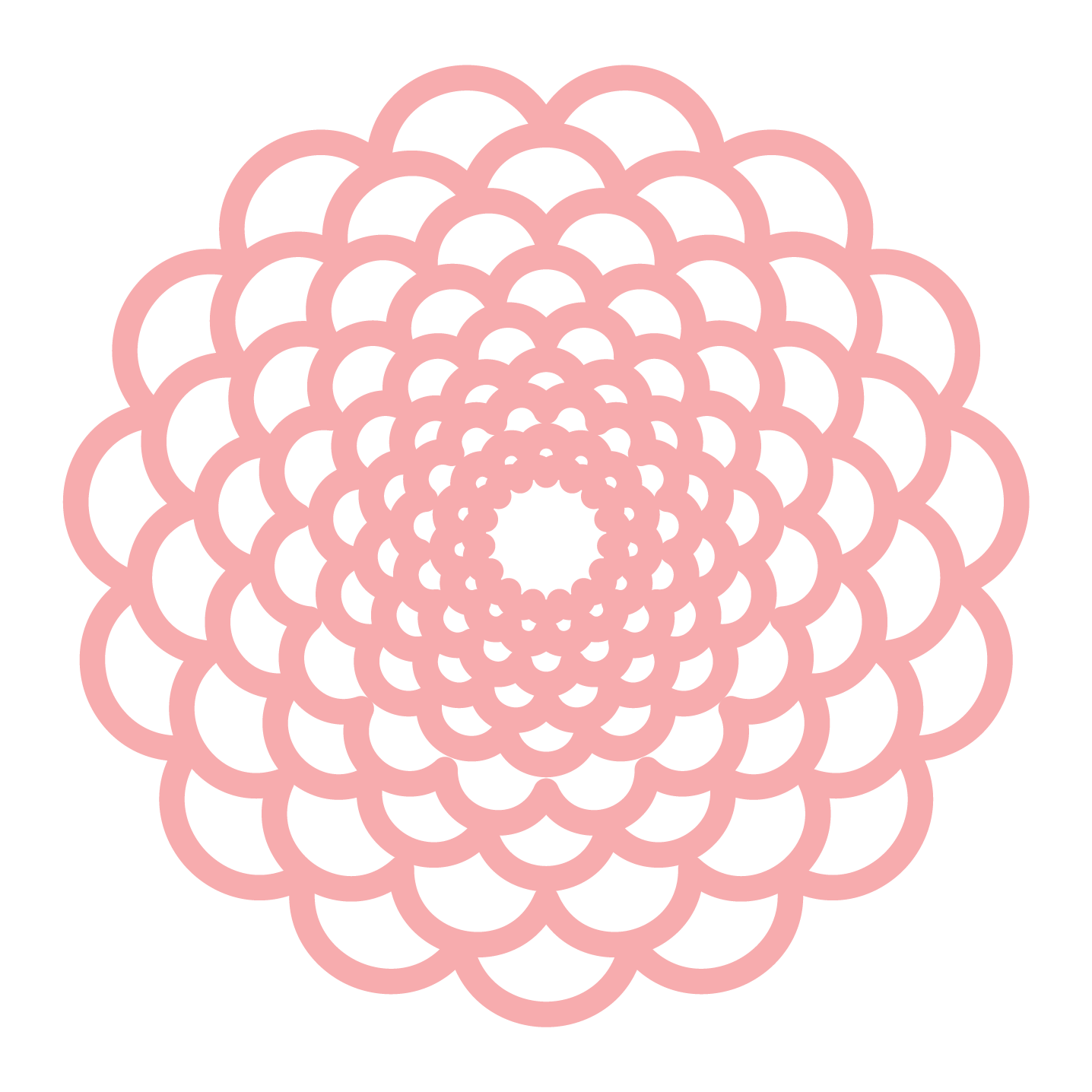 Pink Dahlia