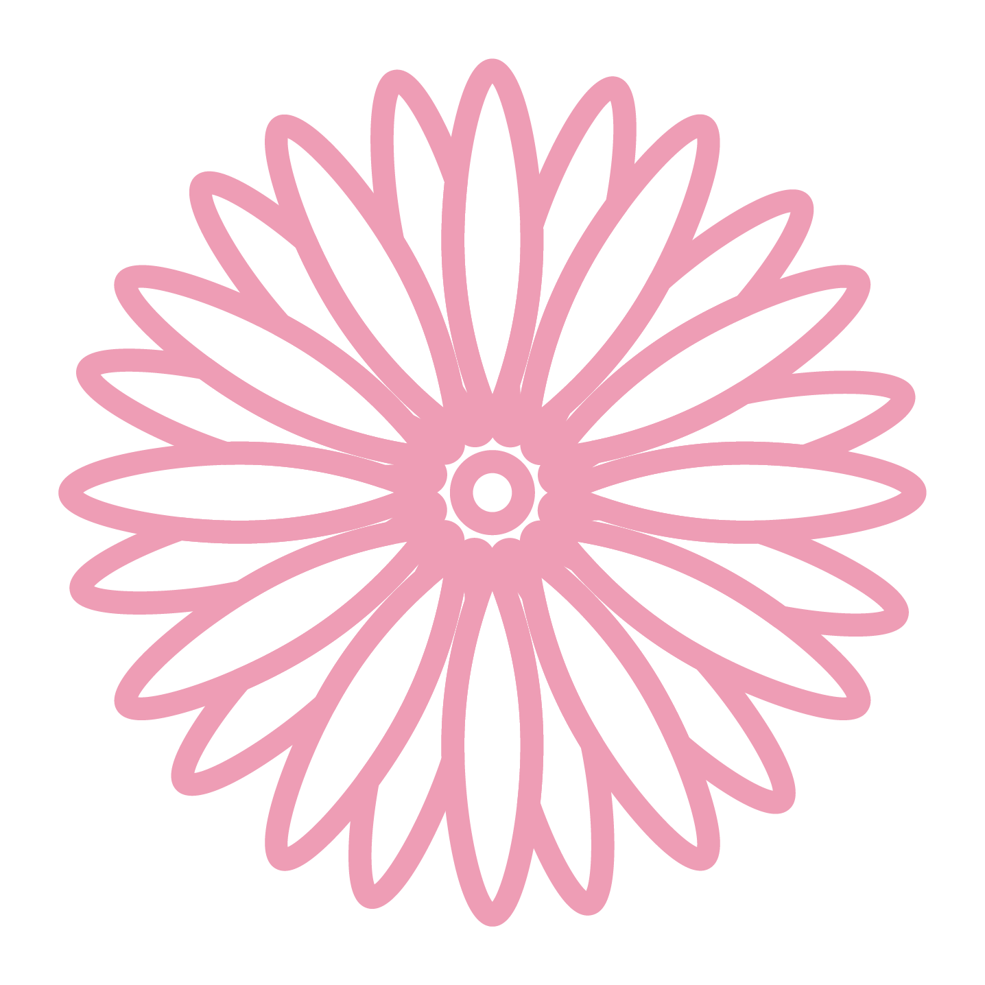 Pink Garbera