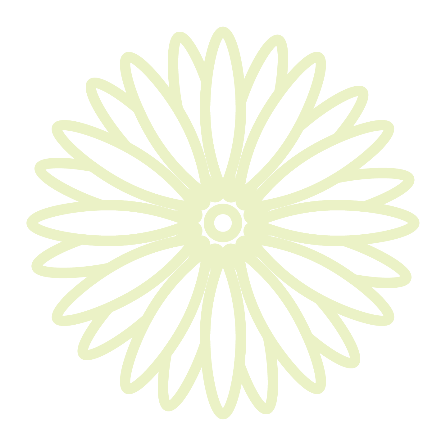 White Garbera