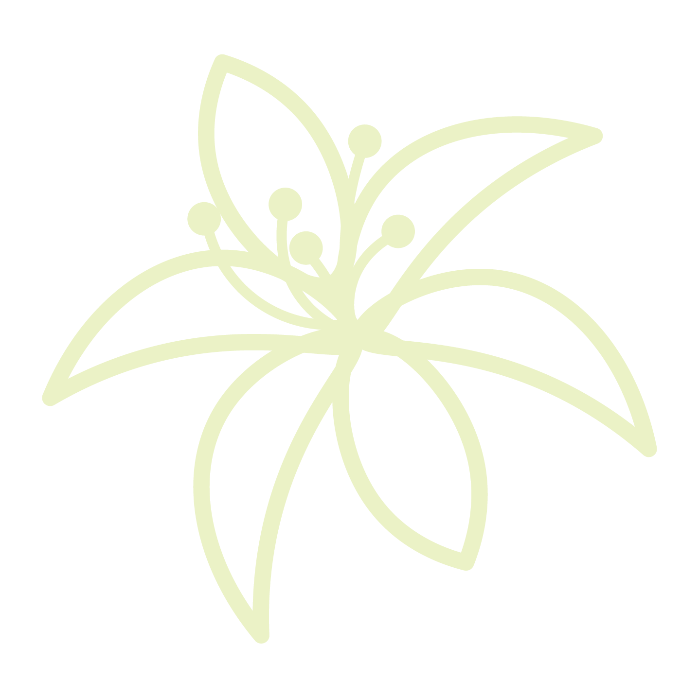 White Lily
