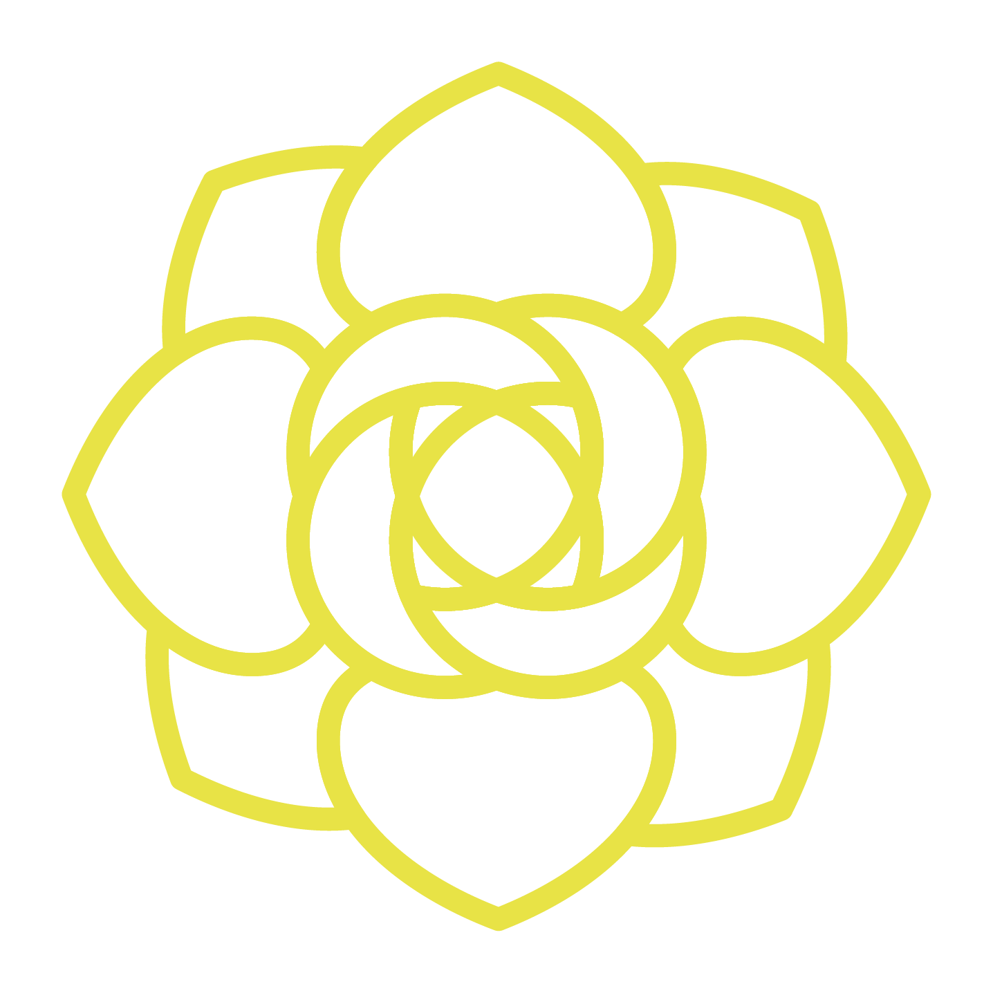 Yellow Rose