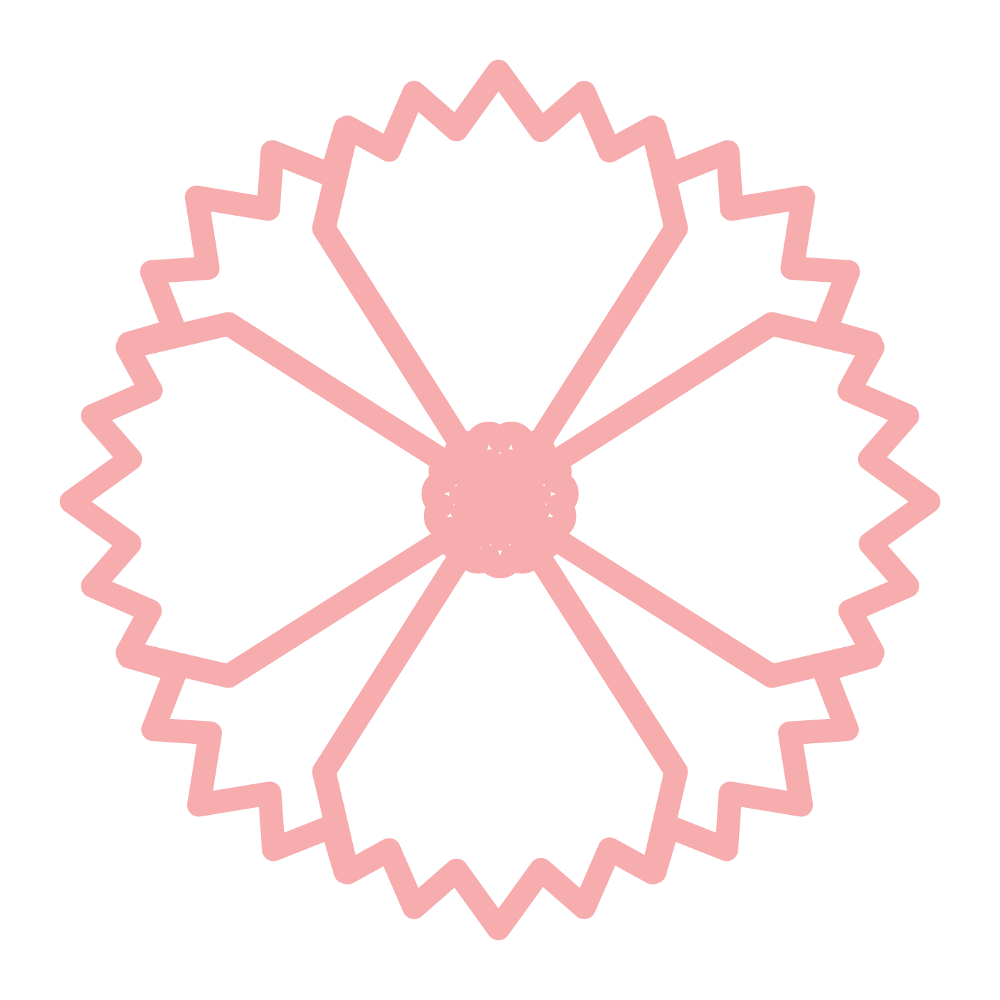Pink Carnation